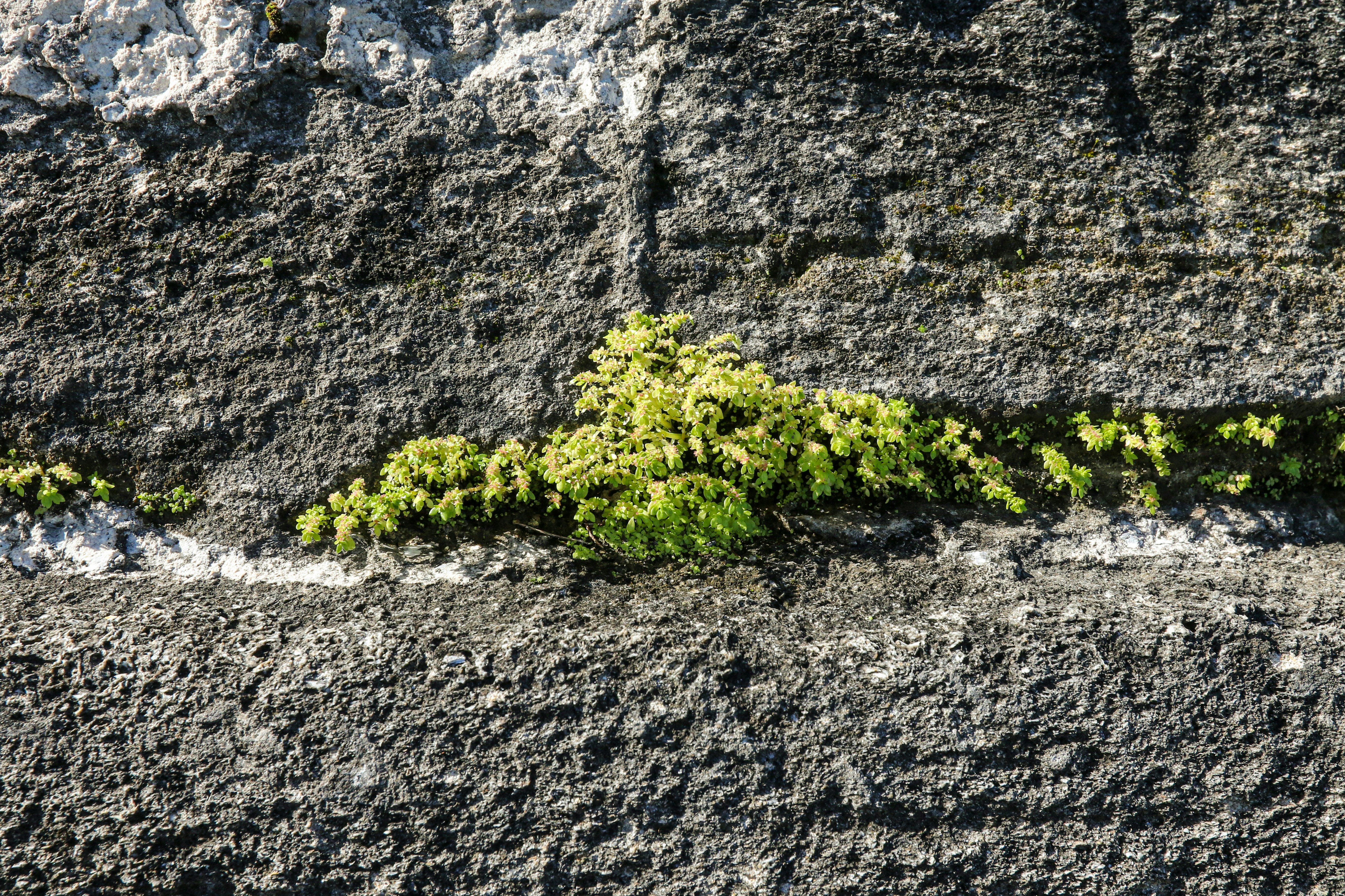 green moss on gray rocky mountain